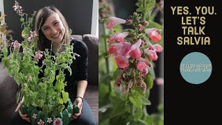 SALVIA COCCINEA hummingbird sagegrowingseedingplantinghow to [upl. by Pinzler792]