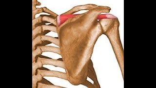 Proper supraspinatus exercise [upl. by Axela]