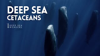 Cetaceans the Giants of the Open Ocean [upl. by Nwahsear]