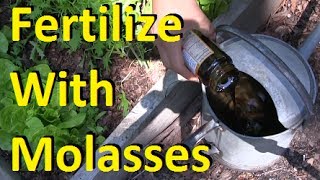 How to Fertilize Your Garden With Molasses [upl. by Eceryt57]