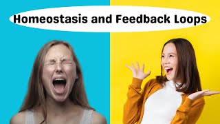 Homeostasis and NegativePositive Feedback [upl. by Eimak186]