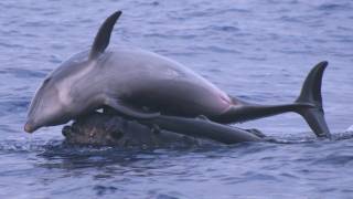 Science Bulletins Whales Give Dolphins a Lift [upl. by Yelrahs]