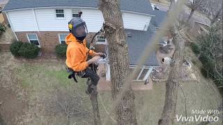 😱SPEED KILLS😱 Tree Climbing Fail [upl. by Merlin]