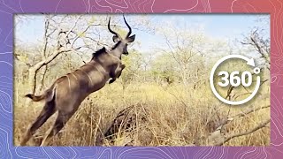 Kudu Antelope in 360 4K Running and Jumping Wildlife and Nature 2018 [upl. by Tiphanie]