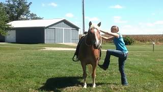 8 year old Haflinger Joey  horse for sale [upl. by Acker]