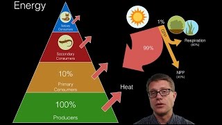 Energy Flow in Ecosystems [upl. by Gignac]