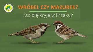 Wróbel czy mazurek Kto się kryje w krzaku  House sparrow or Tree sparrow [upl. by Anitsrhc]