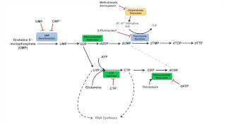 Pyrimidine Synthesis and Salvage Pathway [upl. by Hunfredo]