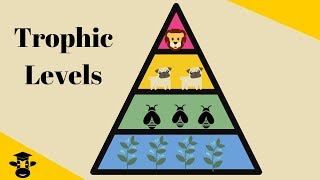 Trophic Level Pyramid [upl. by Eelyah]