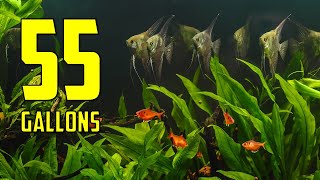 The BEST Ideas for Your 55 Gallon Aquarium [upl. by Thorn32]