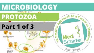 Protozoa  Microbiology  USMLE STEP 1  Part 1 of 3 [upl. by Deehahs]