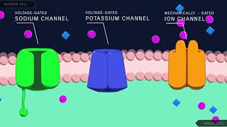 Action Potential in the Neuron [upl. by Sivia728]