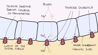 How do Thiazide Diuretics Work Understanding Bendroflumethiazide and Indapamide [upl. by Auhsaj75]