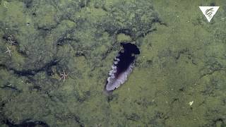 New nudibranch species discovered [upl. by Beutler]