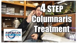 How to 4 Steps Columnaris Treatment Fish Bacterial Infection [upl. by Mae]