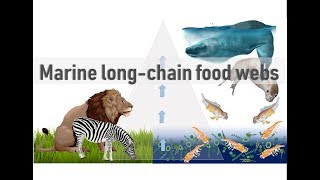 Marine longchain food webs [upl. by Cyrillus]