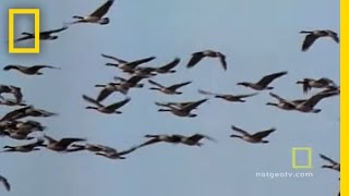 Geese Fly Together  National Geographic [upl. by Drofniw]