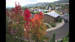 Liquidambar Trees  Time Lapse [upl. by Atirihs908]