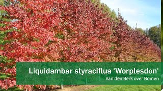 Liquidambar styraciflua Worplesdon  Van den Berk over Bomen [upl. by Durning]