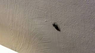 Little Jumping Spider  leaps from radiator to wall [upl. by Assena]