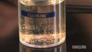 How to Care for Daphnia [upl. by Bury]