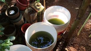 How to grow Green Water Algae [upl. by Cortie]