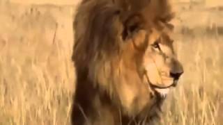 El León mata Hienas mejor documental del mundo [upl. by Etnecniv]