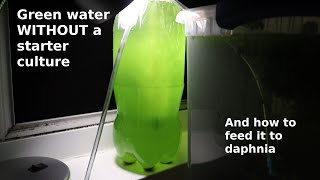 Green Water WITHOUT a Starter Culture  From Scratch  How To [upl. by Anaidiriv612]