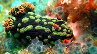 Fascinating Facts About Nudibranchs [upl. by Belldame]