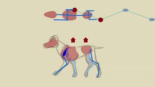 quadruped locomotion [upl. by Badr229]