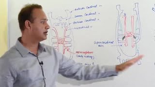 IVC Ultrasound STEP by STEP  Easiest Method [upl. by Burrows]