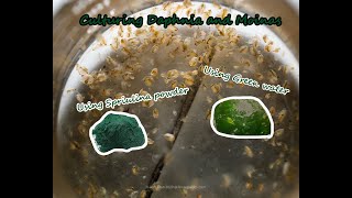 How To Culture Daphnia and Moinas using Green Water Spirulina powder [upl. by Almond]