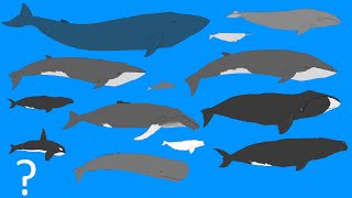 Whales Size Comparison  Animation  Cetacean Whale and Dolphins OLD VERSION [upl. by Rehc45]