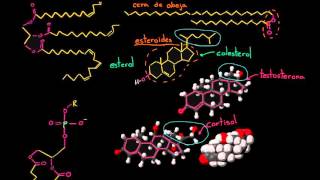 Repaso de lípidos  Macromoléculas  Biología  Khan Academy en Español [upl. by Nilyad351]