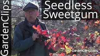 Seedless Sweetgum  Liquidambar styraciflua Rotundiloba  How to grow Sweetgum [upl. by Aicylla175]