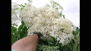 Choosing Elderberry Cultivars [upl. by Suirada920]