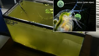 Raising Daphnia for the Freshwater Aquarium [upl. by Akselaw]