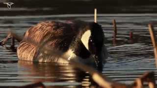 Canada Goose foraging [upl. by Deloria27]