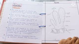 Bsc 1st year zoology practical file [upl. by Ahsatam405]