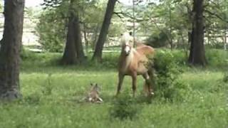 Horse Giving BirthHaflinger Foal at Shady Grove Haflingers [upl. by Ecyla]