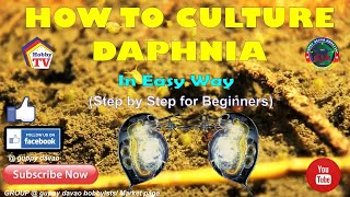 HOW TO CULTURE DAPHNIA In Easy Way [upl. by Lerad265]