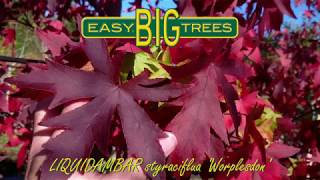 LIQUIDAMBAR styraciflua Worplesdon [upl. by Akemet]